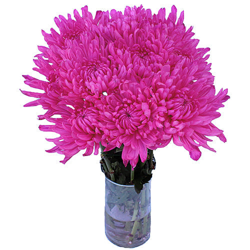 Electric Pink Mum Wedding Flower