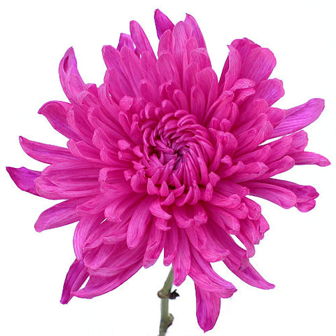 Electric Pink Mum Wedding Flower