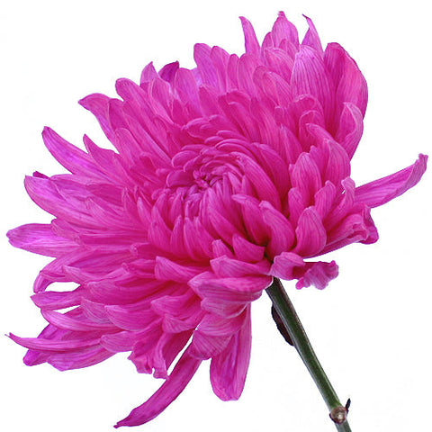 Electric Pink Mum Wedding Flower