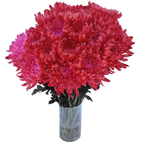 Red Cremon Mum Flower
