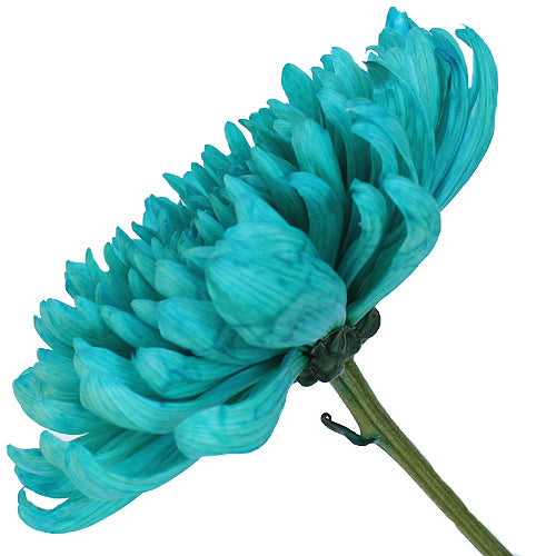 Turquoise Wedding Cremon Flower