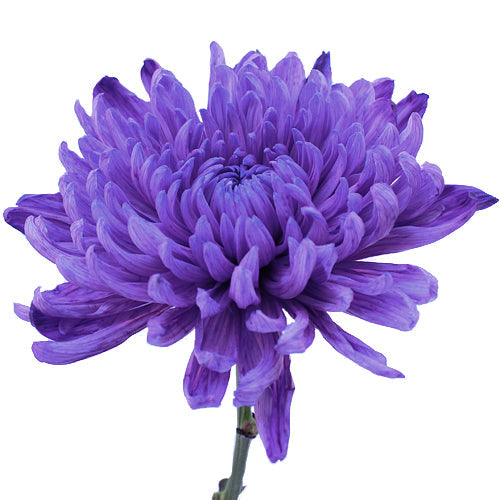 Purple Wedding Cremon Flower