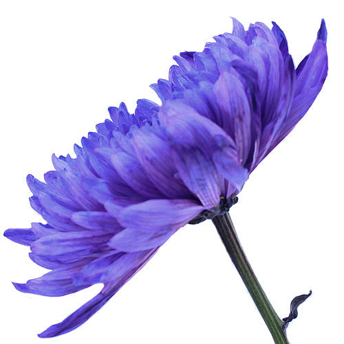 Purple Wedding Cremon Flower
