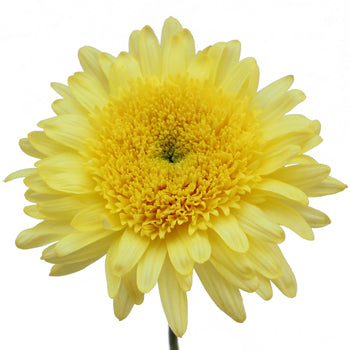 Lemon Yellow Cremon Flower