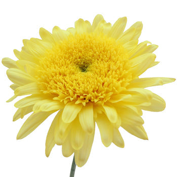 Lemon Yellow Cremon Flower