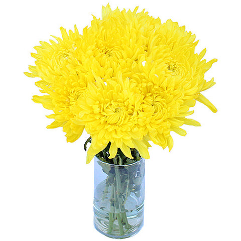 True Yellow Enhanced Football Mum Wedding Flower