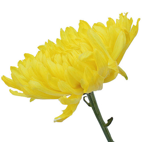 True Yellow Enhanced Football Mum Wedding Flower