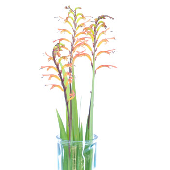 Crocosmia Flower