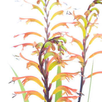 Crocosmia Flower