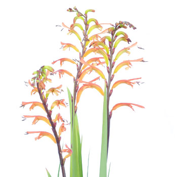 Crocosmia Flower