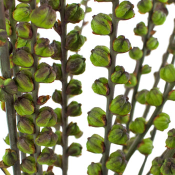 Crocosmia Pods