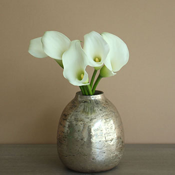 Farm Fresh Cut White Mini Calla Lily Flower