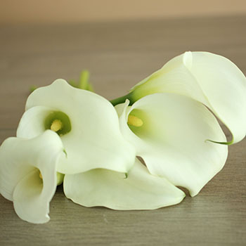 Farm Fresh Cut White Mini Calla Lily Flower