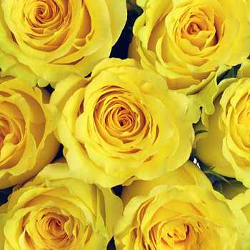 Cheery Yellow Rose