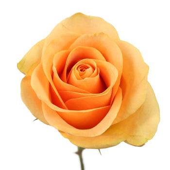 Peach Sweetheart Roses