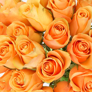 Peach Sweetheart Roses
