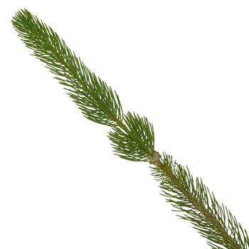 Single stem of fresh cut greens curly pine filler flowers sold near me for delivery