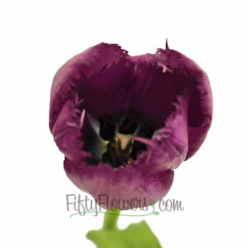 Purple Lavender Feather Tulip