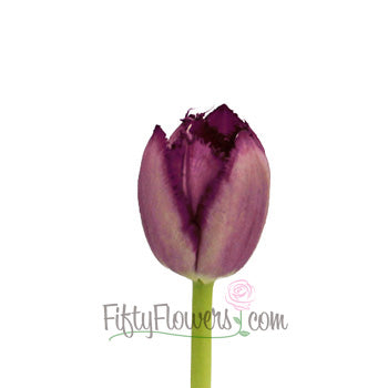 Purple Lavender Feather Tulip