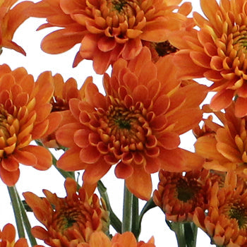 Fall Orange Dahlia Style Cushion Flower