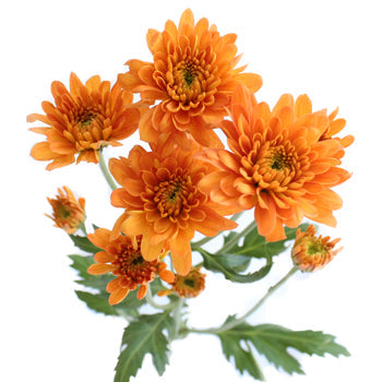 Fall Orange Dahlia Style Cushion Flower