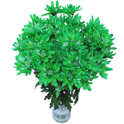 Green Cushion Enhanced Bulk Flower
