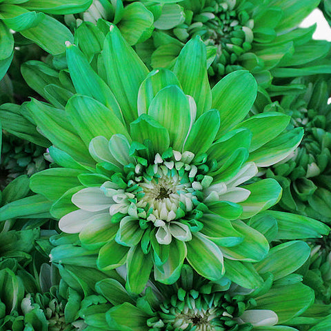 Green Cushion Enhanced Bulk Flower