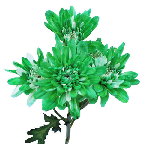 Green Cushion Enhanced Bulk Flower