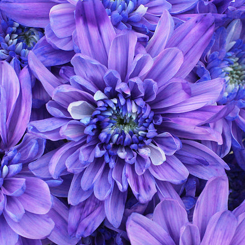 Pastel Purple Enhanced Flower