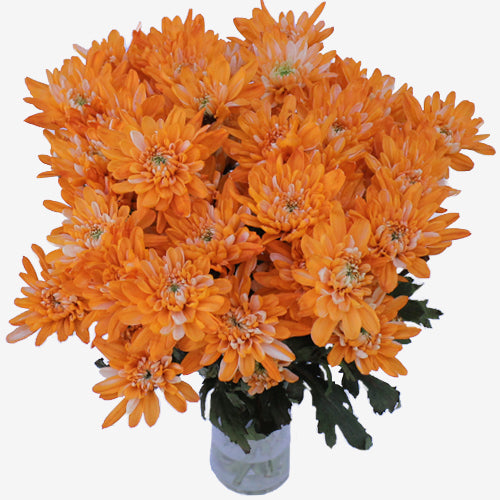 Orange Cushion Bulk Enhanced Flower