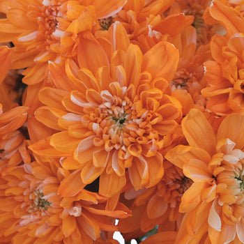 Orange Cushion Bulk Enhanced Flower