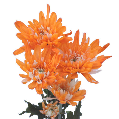 Orange Cushion Bulk Enhanced Flower