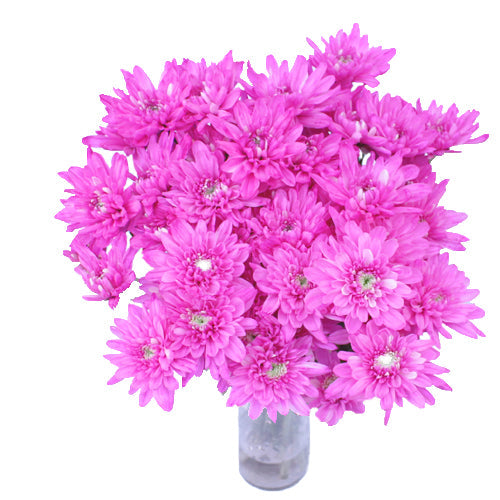 Pink Cushion Bulk Enhanced Flower