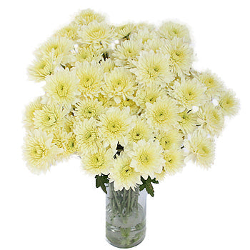 Creamy White Dahlia Style Cremon Flower