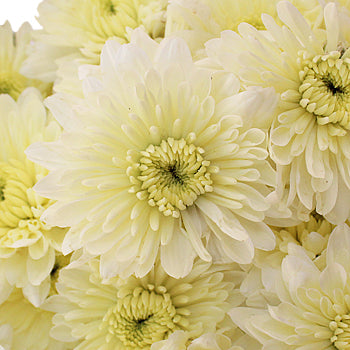 Creamy White Dahlia Style Cremon Flower