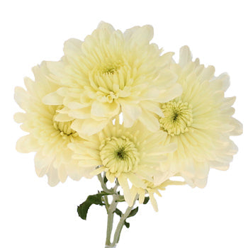 Creamy White Dahlia Style Cremon Flower
