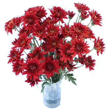 Brick Red Cushion Flower
