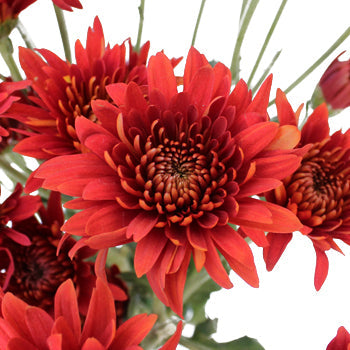 Brick Red Cushion Flower