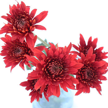 Brick Red Cushion Flower