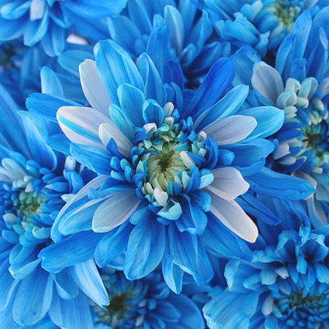 Electric Blue Enhanced Flowers
