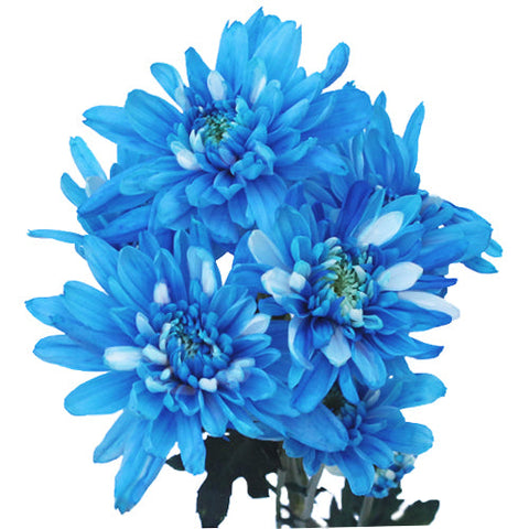Electric Blue Enhanced Flowers
