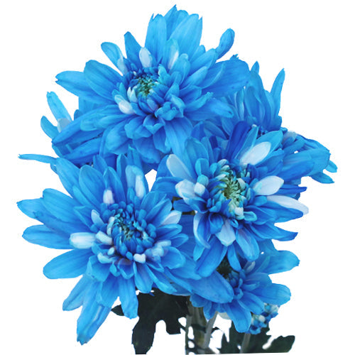 Electric Blue Enhanced Flowers