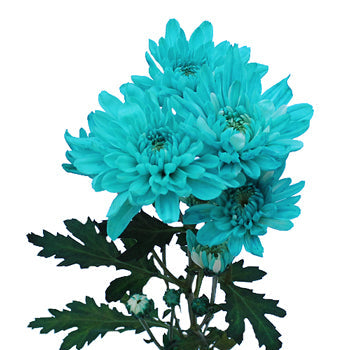 Turquoise Blue Enhanced Flowers