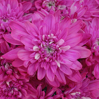 Electric Pink Enhanced Flower