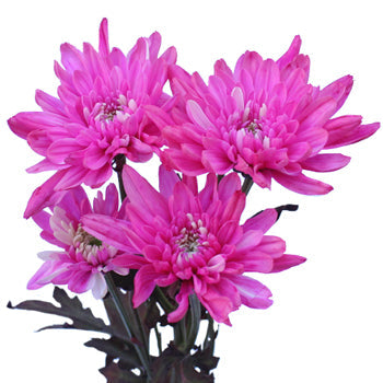 Electric Pink Enhanced Flower