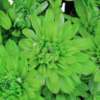 Lime Green Enhanced Flower