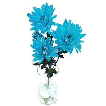 Blue Cushion Bulk Flower Enhanced