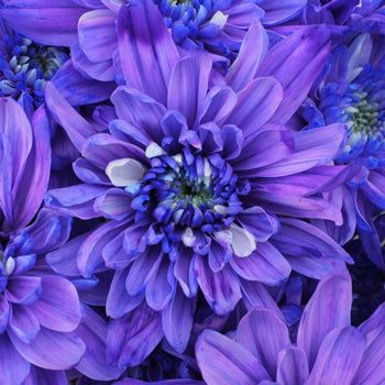 Indigo Violet Enhanced Flower