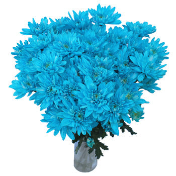 Blue Cushion Bulk Flower Enhanced