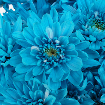 Blue Cushion Bulk Flower Enhanced